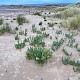 Euphorbia paralias