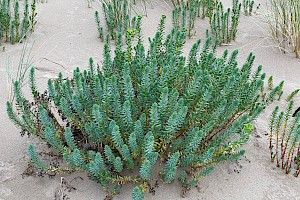 Sea Spurge: Euphorbia paralias