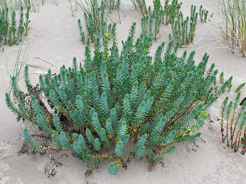 Euphorbia paralias - © Charles Hipkin