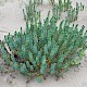 Euphorbia paralias