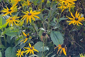 Black-eyed-Susan: Rudbeckia hirta