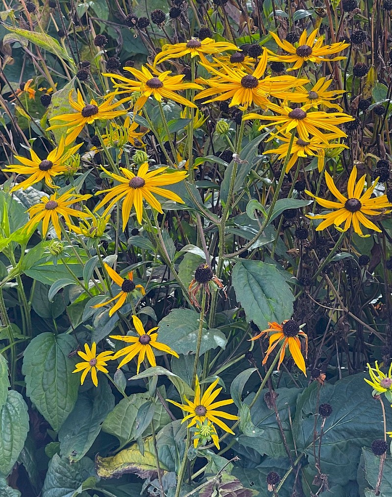 Rudbeckia hirta - © Charles Hipkin