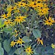 Rudbeckia hirta