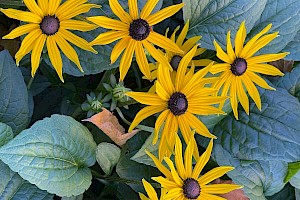 Black-eyed-Susan: Rudbeckia hirta