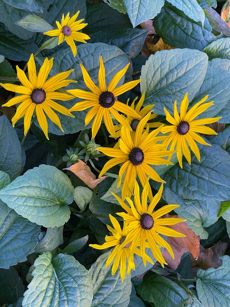 Rudbeckia hirta - © Charles Hipkin