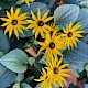 Rudbeckia hirta