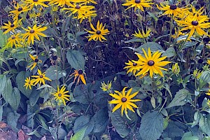 Black-eyed-Susan: Rudbeckia hirta