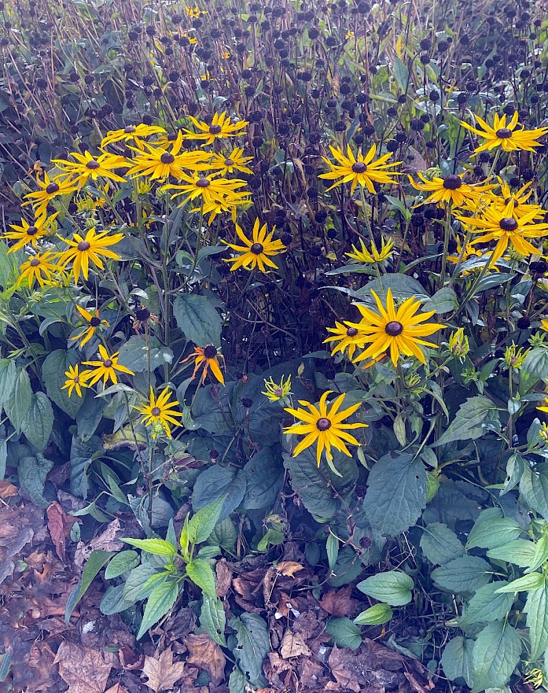 Rudbeckia hirta - © Charles Hipkin