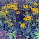 Rudbeckia hirta