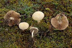 Spring Fieldcap: Agrocybe praecox