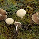 Agrocybe praecox