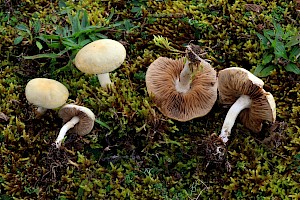 Spring Fieldcap: Agrocybe praecox