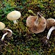 Agrocybe praecox