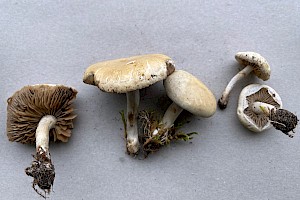 Spring Fieldcap: Agrocybe praecox