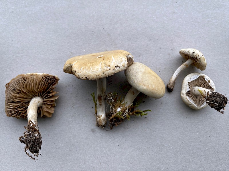 Agrocybe praecox - © Charles Hipkin