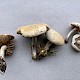 Agrocybe praecox