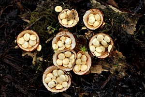 Crucibulum laeve Common Bird's Nest