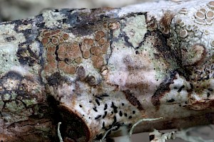 Myriolecis (Lecanora) persimilis 