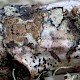 Myriolecis (Lecanora) persimilis