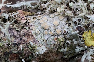 Lecanora hybocarpa 