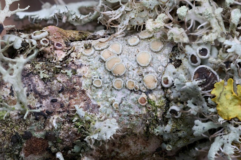 Lecanora hybocarpa - © Barry Stewart