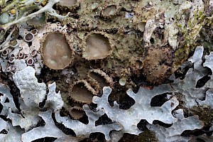 Warty Brown-shield: Melanohalea exasperata