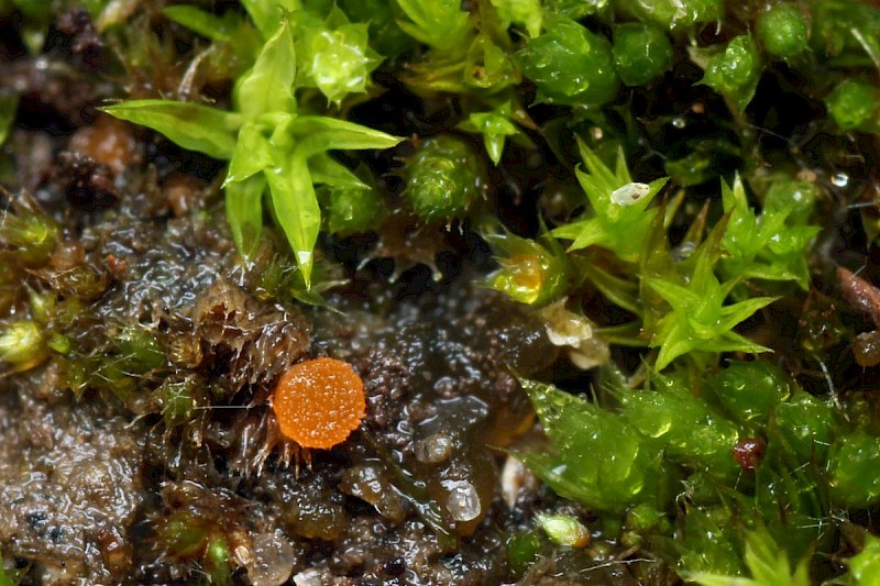 Octospora coccinea - © Barry Stewart