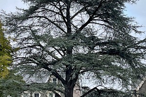 Cedrus atlantica Atlas Cedar