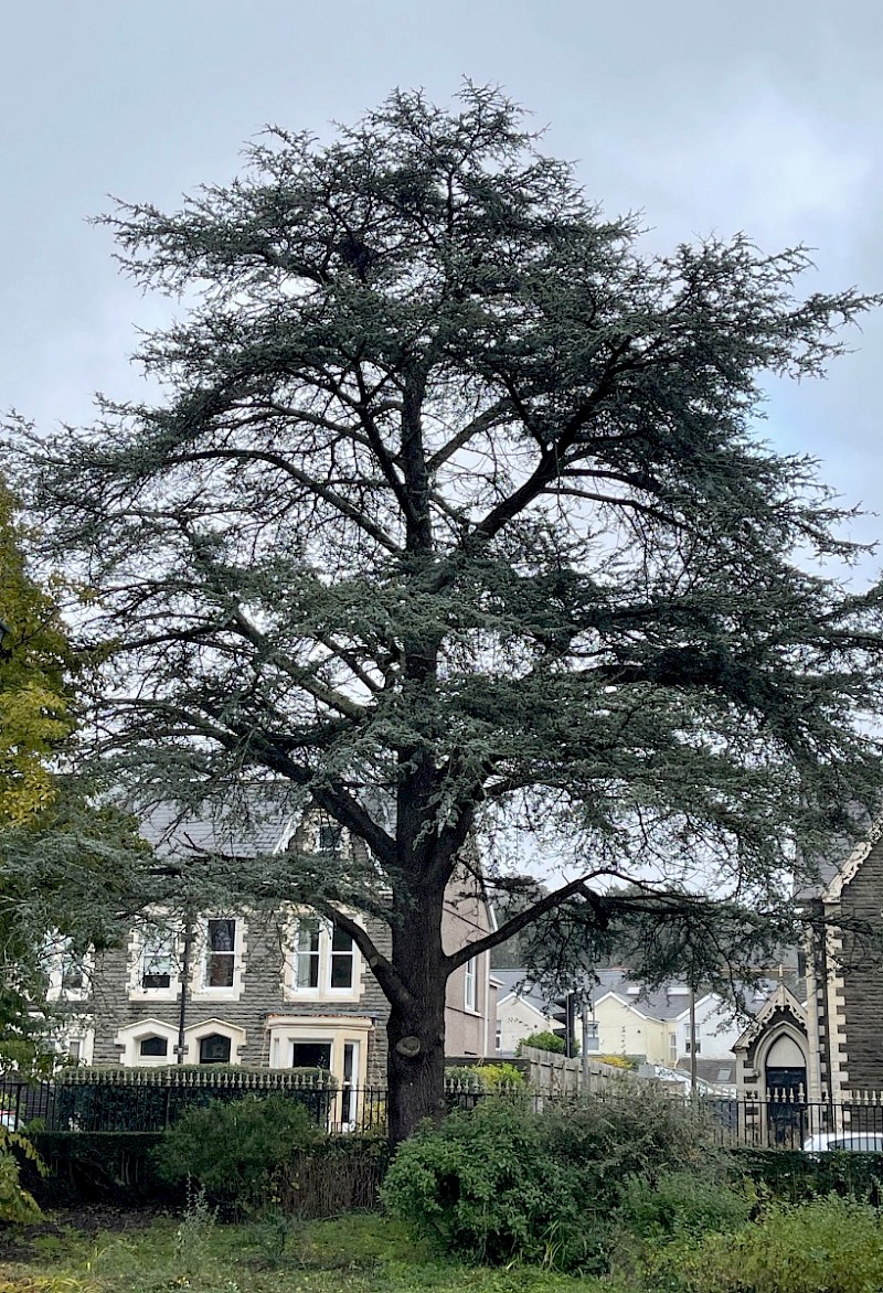 Cedrus atlantica - © Charles Hipkin