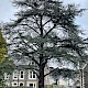 Cedrus atlantica