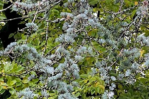 Atlas Cedar: Cedrus atlantica