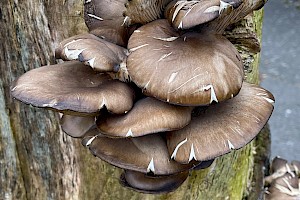 Oyster Mushroom: Pleurotus ostreatus