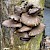 Pleurotus ostreatus - © Charles Hipkin