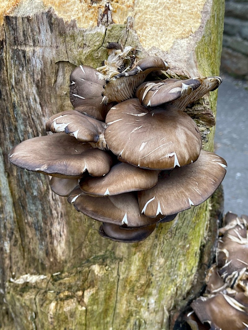 Pleurotus ostreatus - © Charles Hipkin