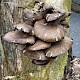 Pleurotus ostreatus