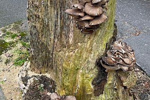 Oyster Mushroom: Pleurotus ostreatus