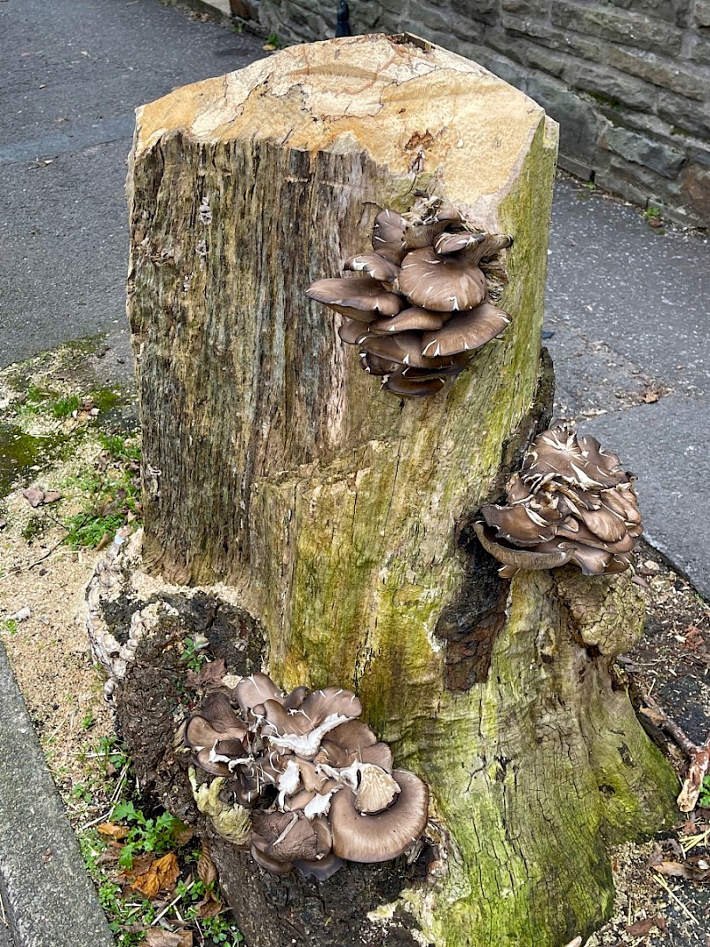 Pleurotus ostreatus - © Charles Hipkin