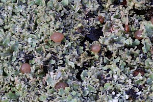 Cladonia caespiticia 