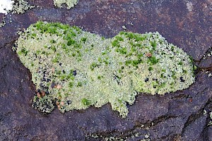 : Cladonia caespiticia