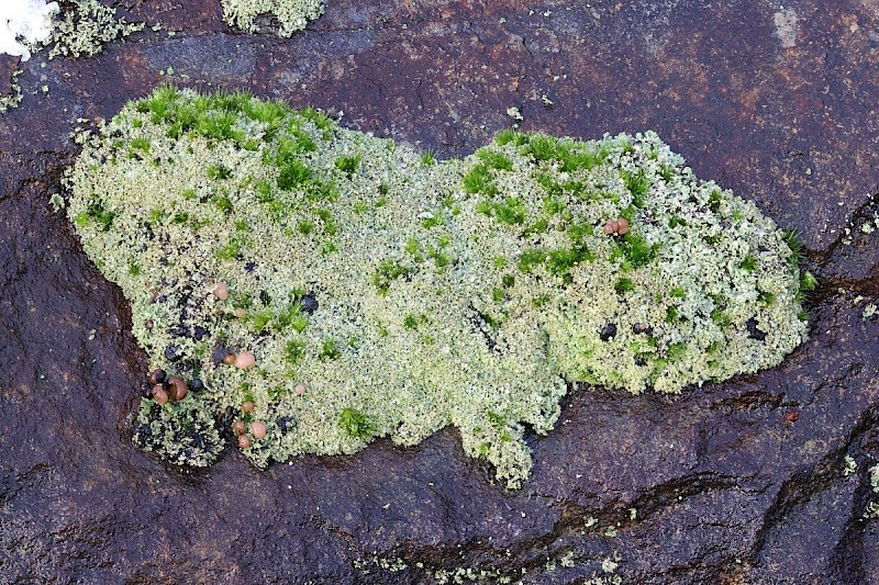 Cladonia caespiticia - © Barry Stewart