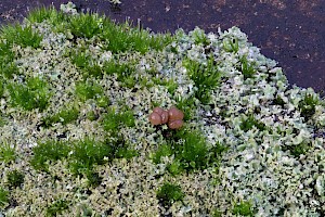 : Cladonia caespiticia