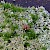 Cladonia caespiticia - © Barry Stewart