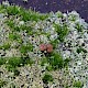 Cladonia caespiticia