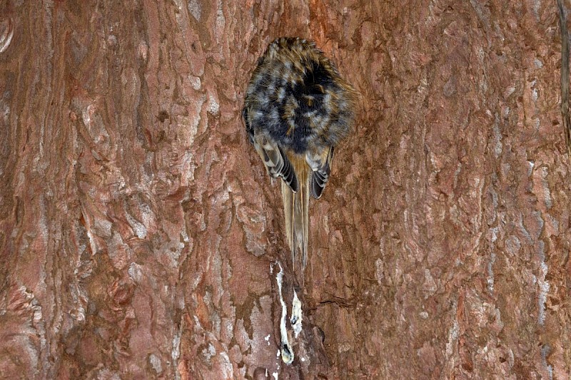 Sequoiadendron giganteum - © Barry Stewart