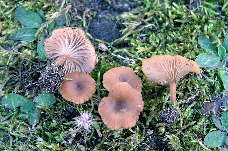 Omphalina galericolor - © Charles Hipkin