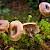 Clitocybe barbularum - © Charles Hipkin