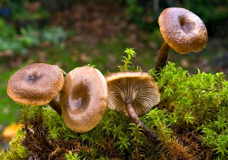 Clitocybe barbularum - © Charles Hipkin