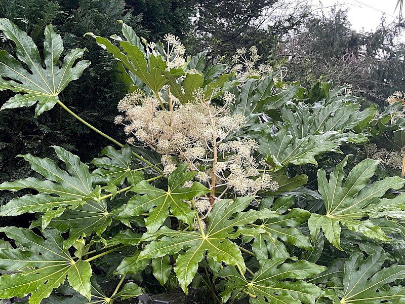 Fatsia japonica - © Charles Hipkin