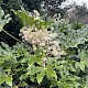 Fatsia japonica