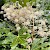 Fatsia japonica - © Charles Hipkin